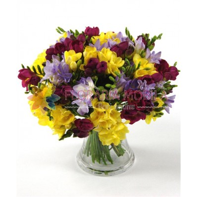 buchet cu 49  frezii multicolore