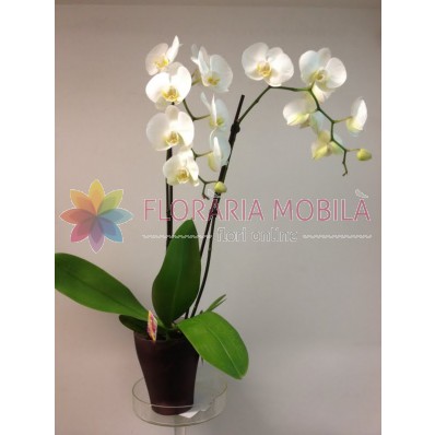 orhidee phalaenopsis la ghiveci