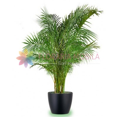 palmier areca