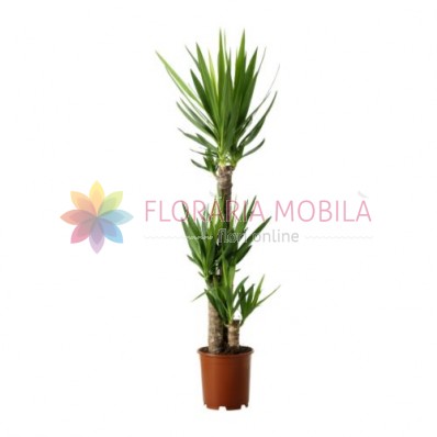 plante yucca