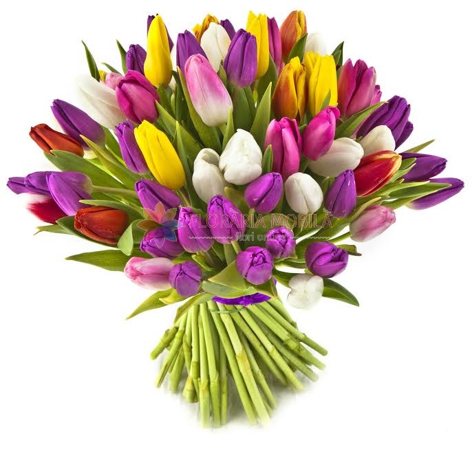 Buchet 101 Lalele La 630 Lei Floraria Mobila