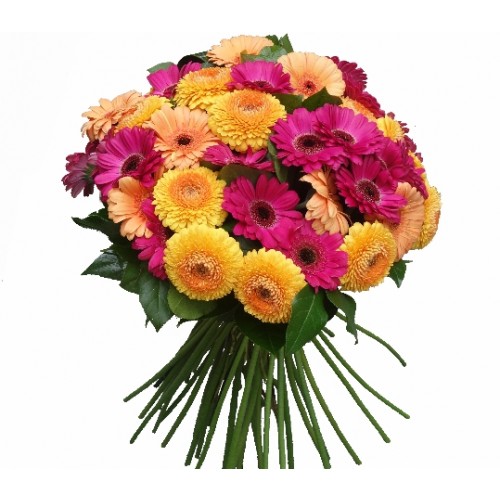 buchet gerbera multicolor