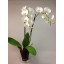 orhidee phalaenopsis la ghiveci