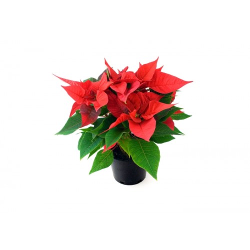 aranjament craciun Poinsettia