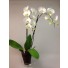 orhidee phalaenopsis la ghiveci