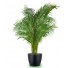palmier areca