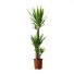 plante yucca